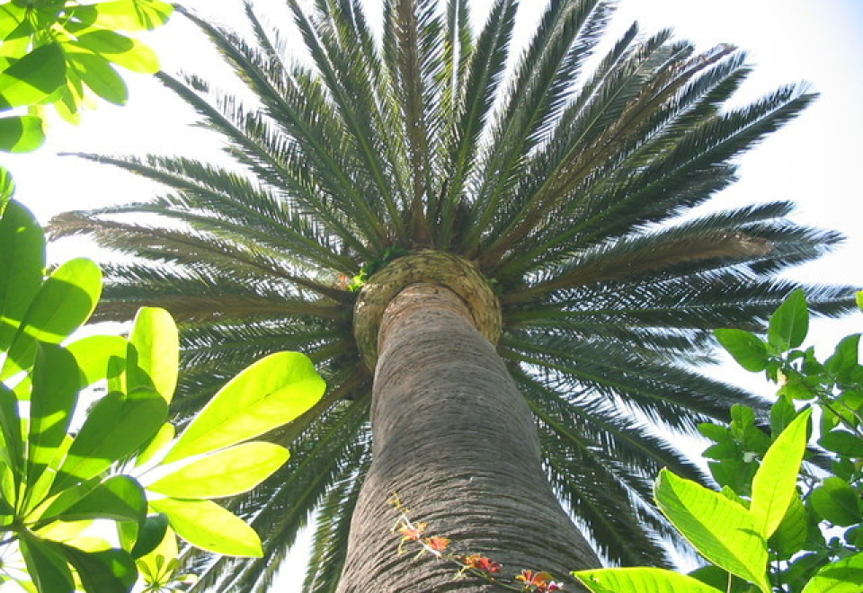 palm-tree-1522752-640×480